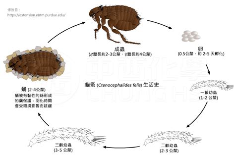 肉眼跳蚤幼蟲|中西化學 